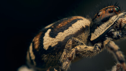 Details of a brown jumping spider