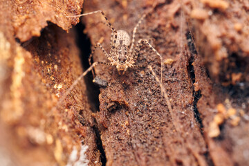 Macro of a light brown spider on a tree.