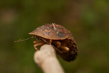 Details of a giant brown cockroach
