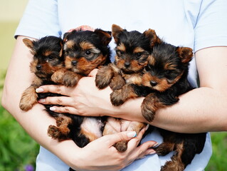 Yorkshire Terrier Puppies sits in the arms of a girl. Cute dog puppies. Domestic pets