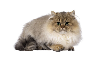 Adorable golden shaded British Longhair cat kitten, laying down side ways. Looking to camera with green eyes. Isolated cutout on a transparent background.