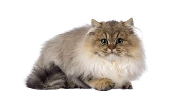 Adorable golden shaded British Longhair cat kitten, laying down side ways. Looking to camera with green eyes. Isolated cutout on a transparent background.