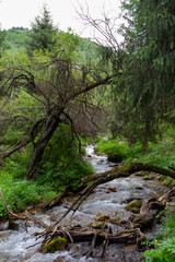 dry tree across the stream