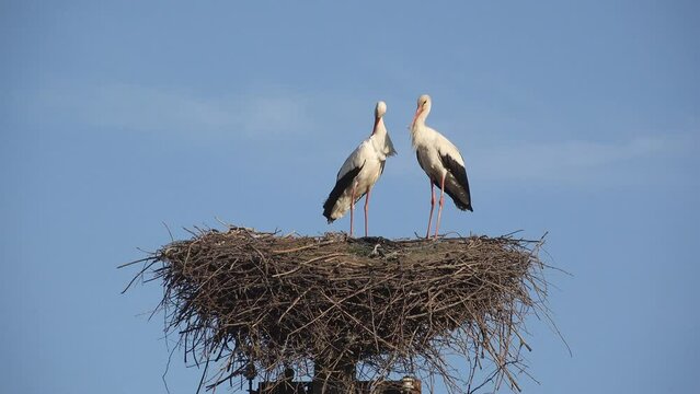 Couple of storks in the nest on the top of electricity pole in the village