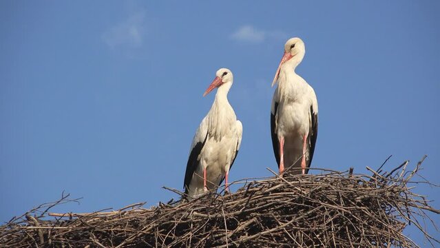 Couple of storks resting in the nest