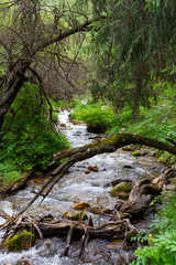 dry tree across the stream