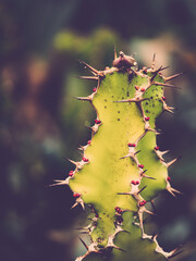 Spikey Cacti With Red Berries At Kew Gardens, Richmond