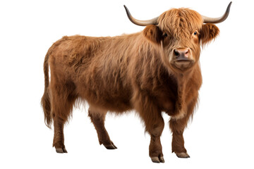 bull isolated on white