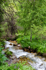mountain stream with clear water