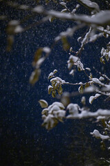 winter tree in the night