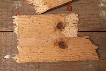 Close-up of a broaken floorboard with holes, infested with wood eating larva. A plank infested with...