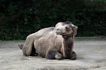 座って横を向くラクダ