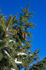 pine tree branches