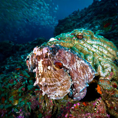 Underwater photo of a colorful octopus at a coral reef. From a scuba dive in the Andaman Sea in Thailand. © Johan