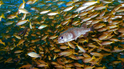 Underwater photo of a Puffer fish inside a school of fish at a coral reef © Johan