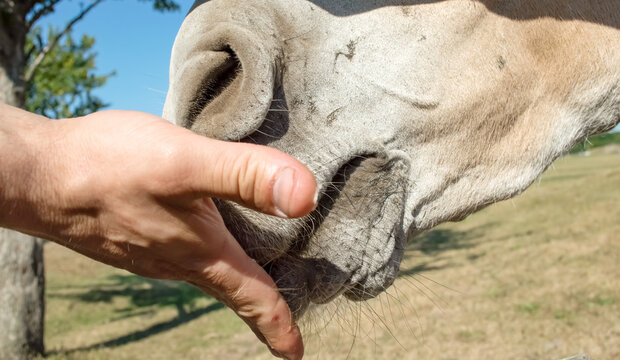 close-up - a man feeds a donkey from his hand