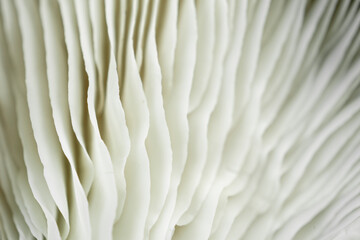 Macro texture of oyster mushrooms. Mushrooms background for design, decoration and advertising. - obrazy, fototapety, plakaty