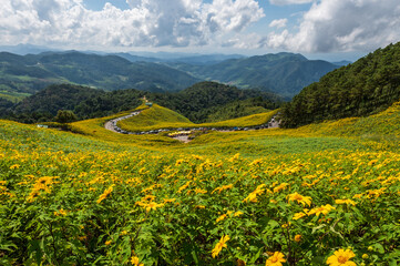 Mexican Sunflower fields on mountains at Doi Mae U-Kho, Mae Hong Son, Thailand
