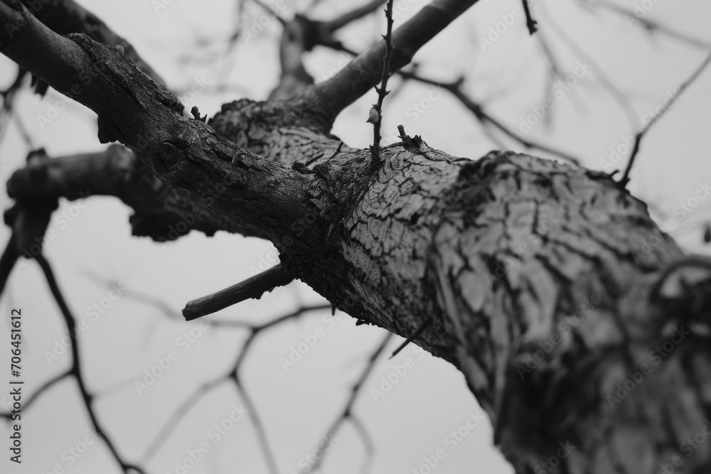 Poster a monochrome photograph of a solitary tree. suitable for various applications