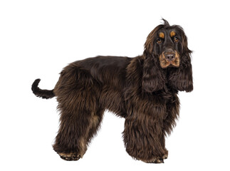 Young adult choc and tan Cocker Spaniel dog, standing side ways . Looking towards camera. Mouth closed. Isolated cutout on a transparent background..