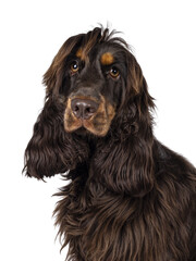 Head shot of young adult choc and tan Cocker Spaniel dog, sitting  up and looking towards camera....