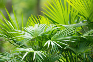 Harnessing The Power Of Saw Palmetto: Natural Relief For Multiple Ailments - obrazy, fototapety, plakaty