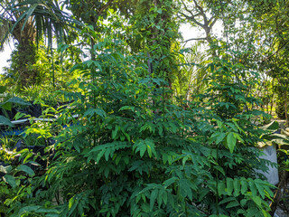 Sauropus androgynus that is planted in the garden in the backyard