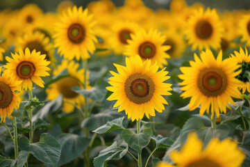 Vivid Yellow Sunflower Field