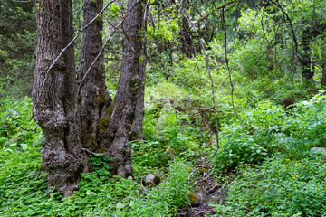 tree with three trunks