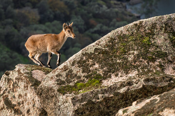 Iberian Ibex - Capra pyrenaica, beautiful popular mountain wild goat from Iberia mountains and hills, Andalusia, Spain.