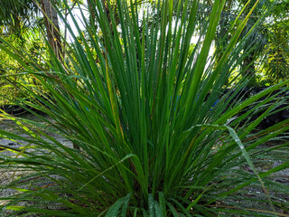 A live lemongrass tree planted in the backyard
