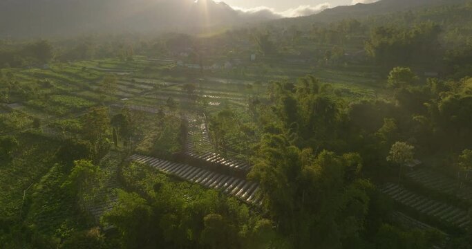 Aerial Tilt Up Scenic View Of Rice Paddies And Houses On Tranquil Hills By Mountains, Drone Flying Forward Over Green Trees - Java, Indonesia