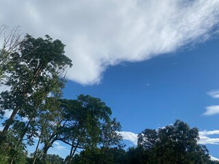 Landscape with clouds and trees