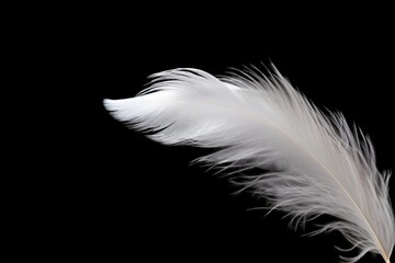 Fluffy white feather on black background