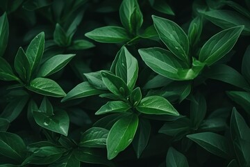 Dark green leaves in a garden represent the natural environment ecology and greenery