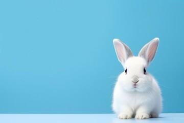 Cute white rabbit on blue background with copy space for text