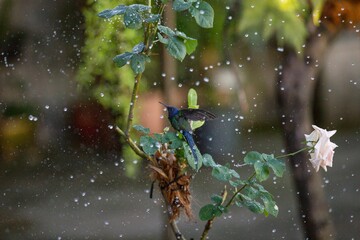 Hummingbird bathing with waterdrops