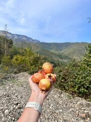 a handful of ripe pomegranates in hand against the backdrop of a panorama of mountains in Georgia