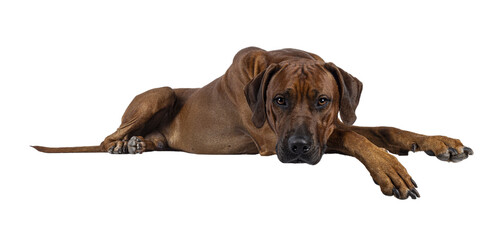 Handsome male Rhodesian Ridgeback dog, laying down side ways with head and paws over edge. Looking...