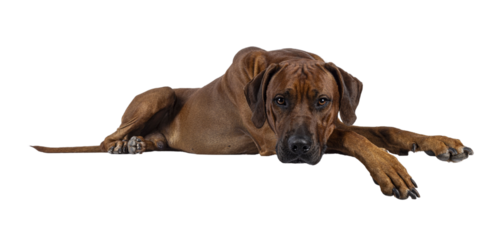 Handsome male Rhodesian Ridgeback dog, laying down side ways with head and paws over edge. Looking straight towards camera. Isolated cutout on a transparent background.