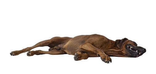 Handsome male Rhodesian Ridgeback dog, laying down side ways completelly relaxed. Showing belly, no face. Isolated cutout on a transparent background.