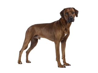 Handsome male Rhodesian Ridgeback dog, standing side ways. Looking towards camera. Isolated cutout...