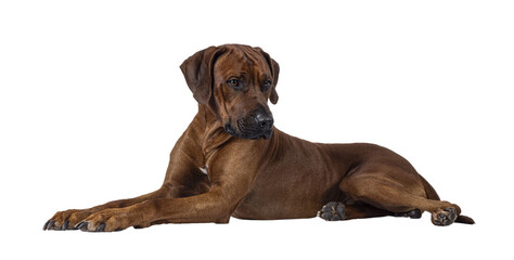 Handsome male Rhodesian Ridgeback dog, laying down side ways. Looking side ways away from camera....