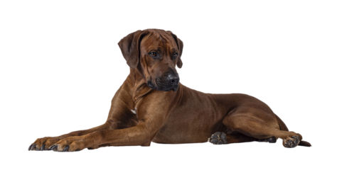 Handsome male Rhodesian Ridgeback dog, laying down side ways. Looking side ways away from camera. Isolated cutout on a transparent background.