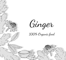Fototapeta premium Hand-drawn ginger set. Ginger root banner. Ginger root, leaves, flowers, and powder in a bowl. Vector illustration, isolated on white background.
