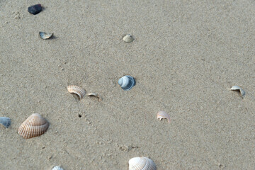 Muscheln im Sand, Strand, Nordseeinsel Langeoog