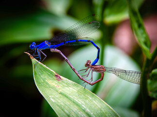 close up of a dragonflies forming a heart