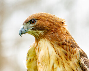 red tailed hawk