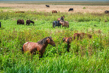 Landscape photo of wild horses at Murighiol Romania