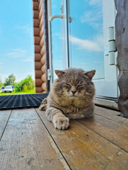 Close-up - a gray not well-groomed cat lies near the door